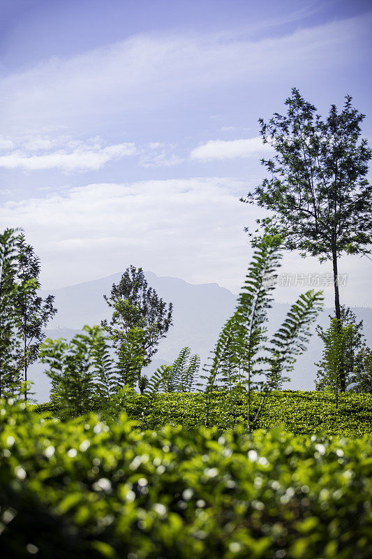 Kandy和Nuwara Eliya之间的山上的茶园